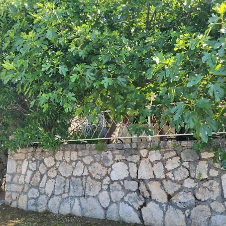 Rustic * Maslenica